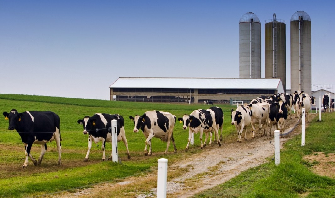 krowy id%C4%85 na pastwisko
