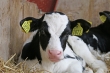 Uwaga producenci mleka krowiego
