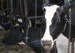 Do 21 września ARR przyjmuje wnioski od producentów mleka