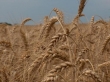 W sprawie pozataryfowego importu zbóż z Ukrainy