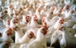 Wniosek o uznanie wirusa ptasiej grypy HPAI/H5N8 za chorobę zwalczaną z urzędu