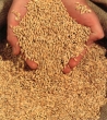 MRiRW chce zwiększenia ochrony celnej unijnego rynku zbóż