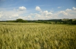 Problemy rolników ekologicznych uprawiających pszenżyto