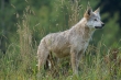 Problemy z wilkami w Bieszczadach i Beskidach