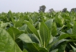 Do 15 maja producenci tytoniu mogą składać wnioski o wpis do Rejestru producentów