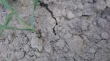 Samorząd wnioskuje o rozszerzenie zakresu upraw objętych szacowaniem suszy
