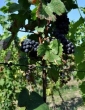 Deklaracje producentów wina do 31 sierpnia br.