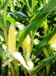 Kukurydza jako odrębna grupa upraw
