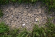 Resort rolnictwa odpowiada na wątpliwości związane z datą wystąpienia suszy