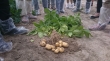 Program dla polskiego ziemniaka