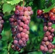 Upływa termin składania w KOWR deklaracji dotyczących rynku wina