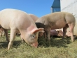 Wniosek o dopłaty za dobrostan zwierząt w przypadku chowu świń na ściółce