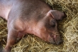 Krótszy okres ważności badań próbek krwi od świń - sprzeciw samorządu rolniczego