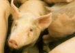 Resort rolnictwa na temat dopłat za dobrostan zwierząt w przypadku chowu świń na ściółce 