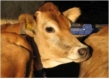 MRiRW na temat propozycji procedur w zakresie uboju bydła z konieczności 