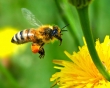 Polscy rolnicy pamiętają o pszczołach