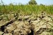 Informacja MRiRW o stratach w rolnictwie spowodowanych suszą