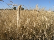 Negatywny wpływ importu zbóż w regionach graniczących z Ukrainą