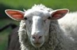 Zaginiona owca – jak ją wyrejestrować? 