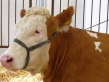 Wniosek KRIR o przywrócenie 8%VAT na nasienie zwierząt