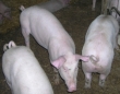 Informacja GLW w sprawie dostosowania do wymogów bioasekuracji dla gospodarstw utrzymujących świnie