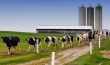 Wniosek KRIR o dopłaty do krów mlecznych