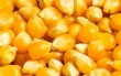MRiRW w sprawie sytuacji na rynku kukurydzy 